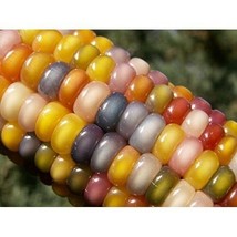 Glass Gem Corn Seeds 75 Heirloom Non-GMO Cherokee Native Rainbow Color U... - £11.70 GBP