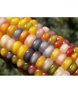 Glass Gem Corn Seeds 75 Heirloom Non-GMO Cherokee Native Rainbow Color U... - £11.97 GBP
