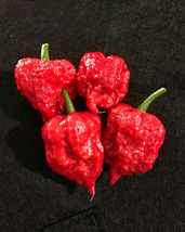 25 Seeds Naga Viper Pepper Vegetables Garden - $9.79