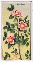 Cowan Co Toronto Card Wild Rose Wild Flowers Of Canada - £5.41 GBP