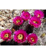 PSA Echinocereus Engelmannii Hedgehog Chocolate Scent Cactus Seed 15 See... - $321.56 MXN