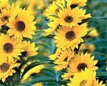 Maximilian Sunflower Seeds 100 Seeds Non-Gmo Fast Shipping - $7.99