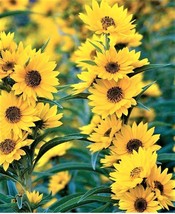 Maximilian Sunflower Seeds 100 Seeds Non-Gmo Fast Shipping - £6.26 GBP