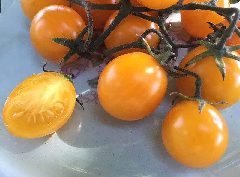 50 Seeds Nugget Tomato Tomatoe Vegetable Garden Edible - $9.63