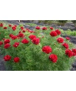 eony Double Flowering Fernleaf Peony Rubra Plena Garden 10 seeds - $8.71