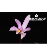 CATTLEYA / LAELIA LILIPUTANA MINIATURE ORCHID MOUNTED - $49.00