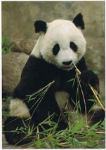 Postcard Giant Panda 4 1/2&quot; x 6 3/4&quot; - £3.98 GBP