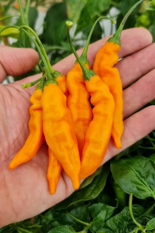 HT 15 Aji Mango Pepper Seeds Garden Seeds - $14.12