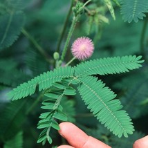 Mimosa Pudica Sensitive Plant No Touch Great For Kids Usa Seller Garden - $12.09