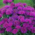 Gumball Bee Balm Seeds Flowers Seed Bloom Hummingbird 100 Flower Seeds - $6.00