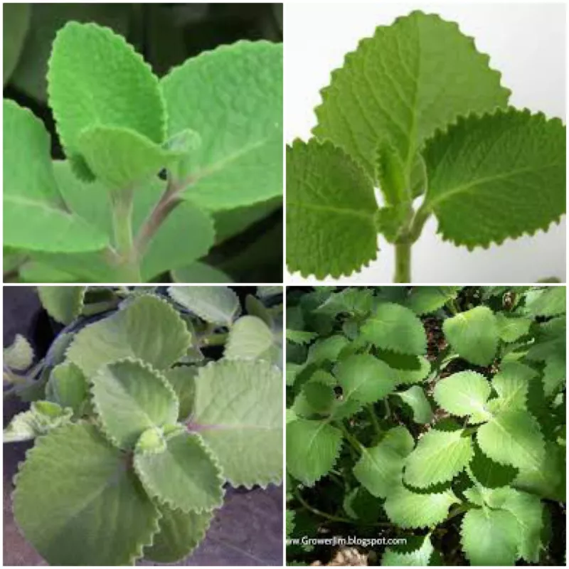 2 Cuban Oregano Mexican Mint Spanish Thyme Well Rooted Plant 5 To 7 Inches S_S - £14.90 GBP