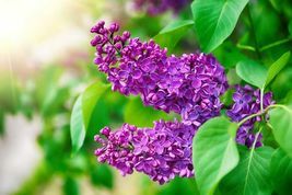 50 Seeds Purple Lilac for Planting Stunning Purple Flowers Great for Bonsai - £14.32 GBP