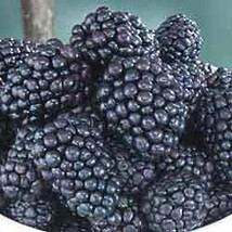 25 LochNess Blackberry Seeds-1016 - £3.16 GBP