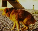Dog on Beach Getting Ready to Poop 1974 35mm Slide Car54 - $9.00