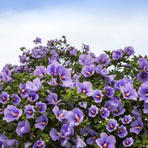 New Fresh Seeds 25 Purple Rose Of Sharon Hibiscus Syriacus Flower Tree Bush Seed - £12.21 GBP