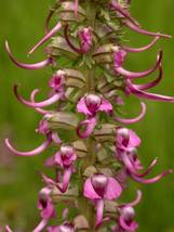 FROM US 20 Seeds Pedicularios Groeniandica Elephant&#39;s Head Lousewort GV18 - $23.85