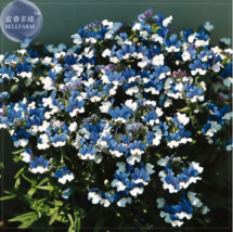SEED Nemesia Strumosa Blue White Seeds - $3.99