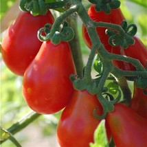 Red Pear Tomato, NON-GMO, Rare Heirloom, Delicious, Salad, Fig, Free Shipping - £1.30 GBP+