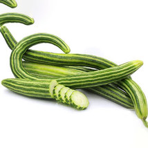 Cucumber Armenia Vegetable 50 Seeds Organic 1 Meter Long Gardening USA SELLER - $6.22