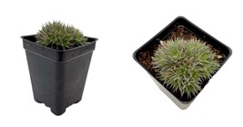 2.5&quot; Pot - Hedgehog Pineapple Succulent Plant - £29.18 GBP