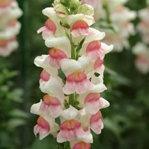 Snapdragon Appleblossom 200 Seeds Free Shipping - $4.00