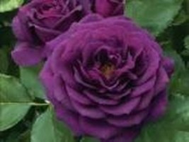 50 Heirloom Fresh Exotic Purple Rose Bush Flower Seeds - $139.40 MXN