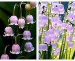 Purple Lily Of The Valley 50 Seeds - $34.93