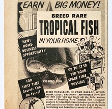 1954 Breed Rare Tropical Fish Advertisement Home Business Vintage DWF27 - $294.09 MXN 1954 Breed Rare Tropical Fish Advertisement Home Business Vintage DWF27 - $294.09 MXN