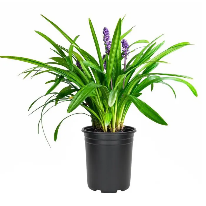 Emerald Goddess Liriope Muscari Lilyturf Large Plant Groundcover - £27.09 GBP