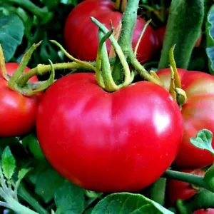 50 Seeds Bradley Bush Tomato Heirloom Tomatoes Juicy Vegetable Fresh Garden - $9.32