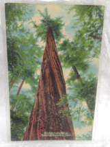Zan Stark Linen Postcard Worlds Tallest Founders Tree 364&#39; Redwood Highw... - £2.35 GBP