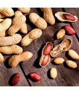 FMG Jumbo Bailey Virginia Peanut Seeds For Planting Treated No Shell Nut... - $20.33 CAD