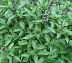 HGBO Thai Basil Seeds 300 Seeds Herb Garden Spice Culinary Cooking Nongmo From U - £6.51 GBP