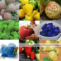 9 Packs Approx 100 Seeds 9 Types Strawberry Cream White Yellow Green Giant Blue  - $8.17