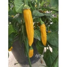 25 Aji Cito Pepper Food Seeds Fresh Garden - $10.98