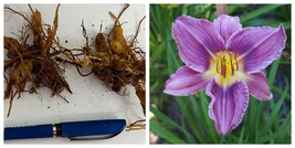 USA Seller PURPLE MAGIC Daylily 3 root systems - £21.03 GBP