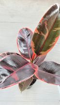Live Ficus Elastica Tineke Ruby, Ficus pink Belize live houseplant in 4&quot; Pot - £23.57 GBP