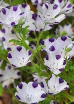 100 Seeds Five Spot Nemophila Flower Rapid Growth Heirloom Perfect Home Gardens - $8.35