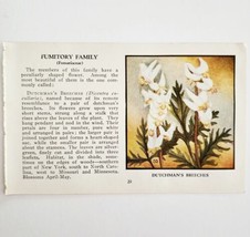 Dutchman&#39;s Breeches Flower 1932 Color Plate Print Irving Lawson PGBG21C - $24.99