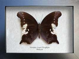 Malayan Owl Neorina Lowii Real Butterfly Framed Entomology Collectible Shadowbox - $47.99