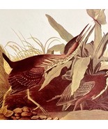 Green Heron Bird Lithograph 1950 Audubon Antique Art Print DWP6D - €25,83 EUR