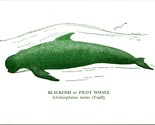 Blackfish Pilot Whale National Museum of Victoria Australia Postcard UNP - $3.91