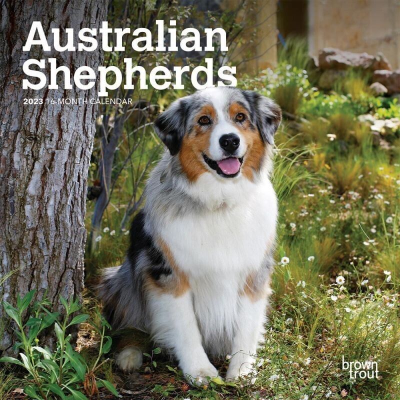 Primary image for 2023 Australian Shepherds 7x7 16-Month Mini Wall Calendar