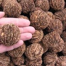 20 Black Walnut Tree Seeds Juglans Nigar Organic Seeds For Planting Nut ... - £30.35 GBP