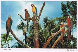 Postcard Bird Tree Macaws Sea World Orlando Florida - £3.68 GBP