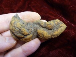 pp464-58) 2-3/8 Genuine Fossil TURTLE POOP Washington State Coprolite DU... - £13.95 GBP