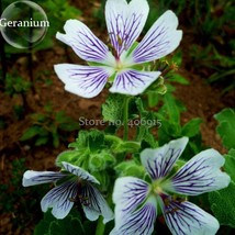 White Purple Lobed And Finely Wrinkled 5 pretty up your Geranium, Seeds, good... - £8.56 GBP