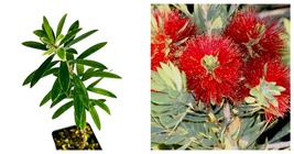 Callistemon - Little John Bottlebrush Dwarf Tree - Live Plant - £33.21 GBP