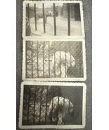 Vintage 1940&#39;s Photographs At The Zoo New York Polar Bear Elephant 1947 - $183.56 MXN