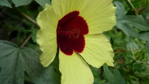 Hibiscus Surratensis Yellow Hibiscus Seeds USA Seller - £14.04 GBP